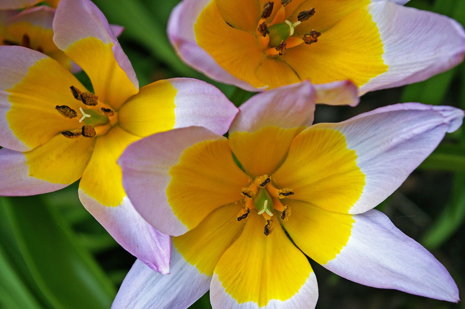 Pentax *ist DL2 sample photo. Tulips, yellow tumor, bicolor photography