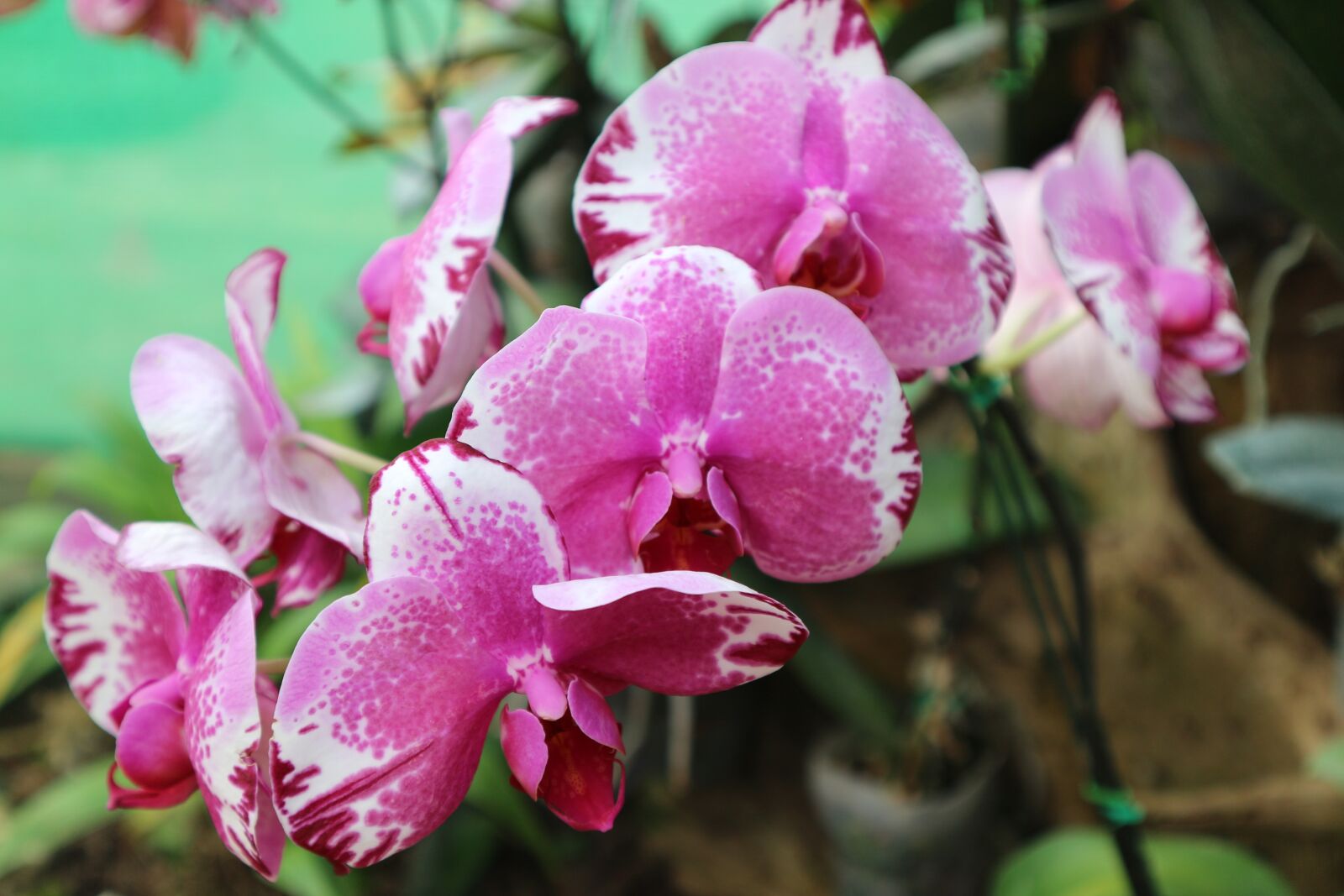 Canon EOS M10 sample photo. Plant, ornamental, kind of photography
