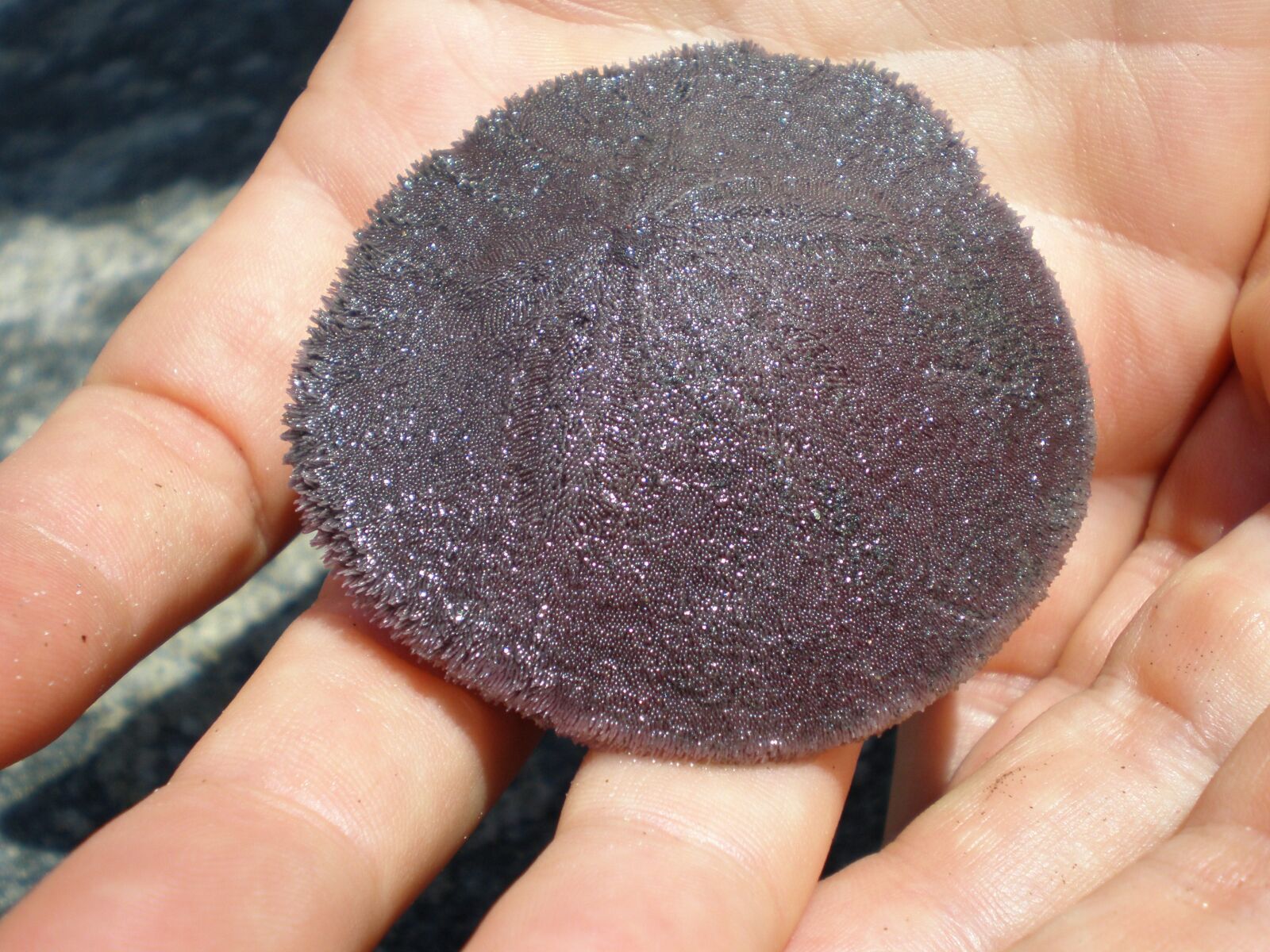 Olympus FE230/X790 sample photo. Sand dollar, animal, beach photography