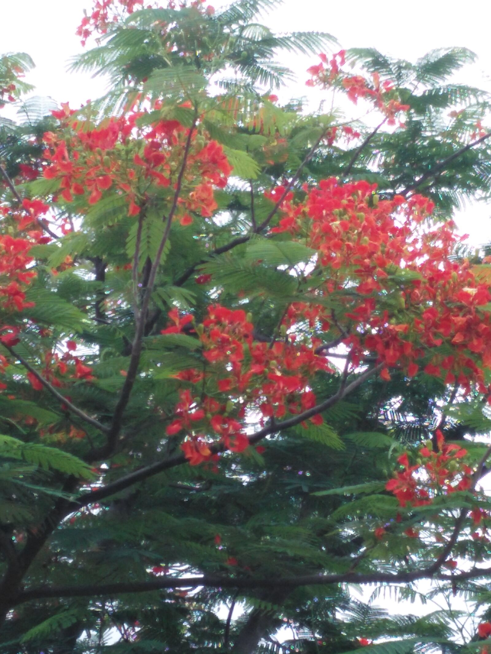 HUAWEI Che1-L04 sample photo. Senkanthal, tree, and photography