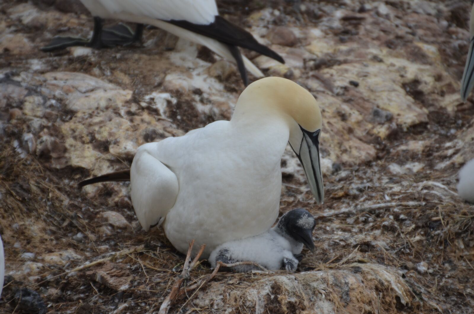 Nikon D5100 sample photo. Nature, birds, wild life photography