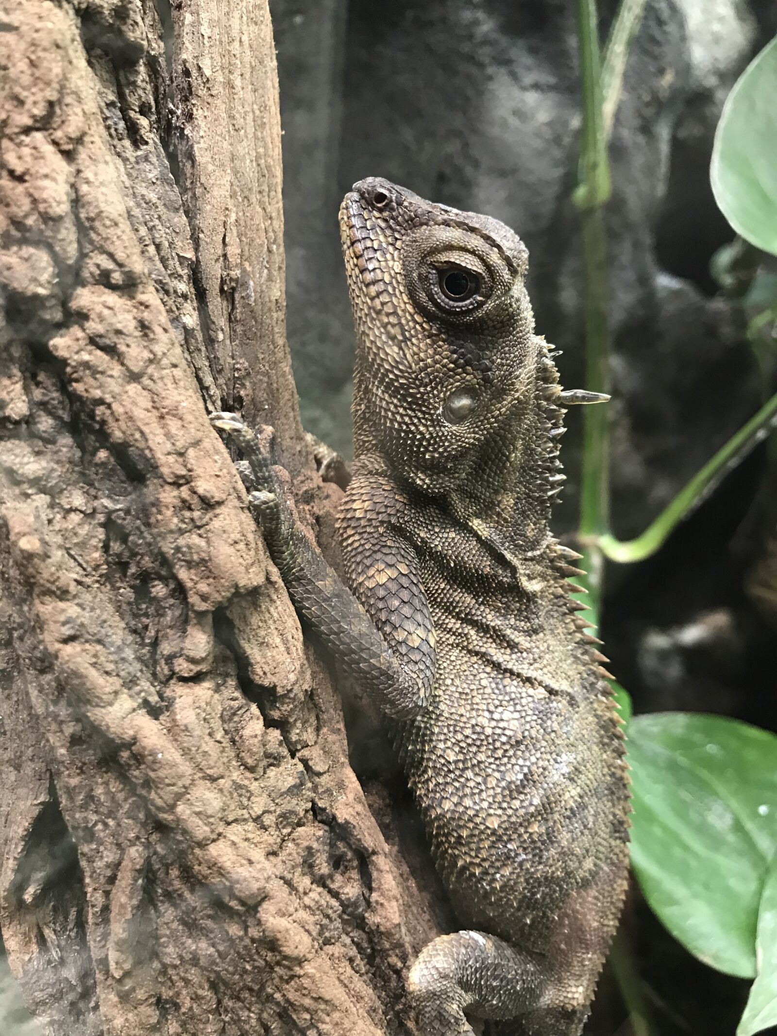 Apple iPhone 7 sample photo. Gad, animal, exotic photography