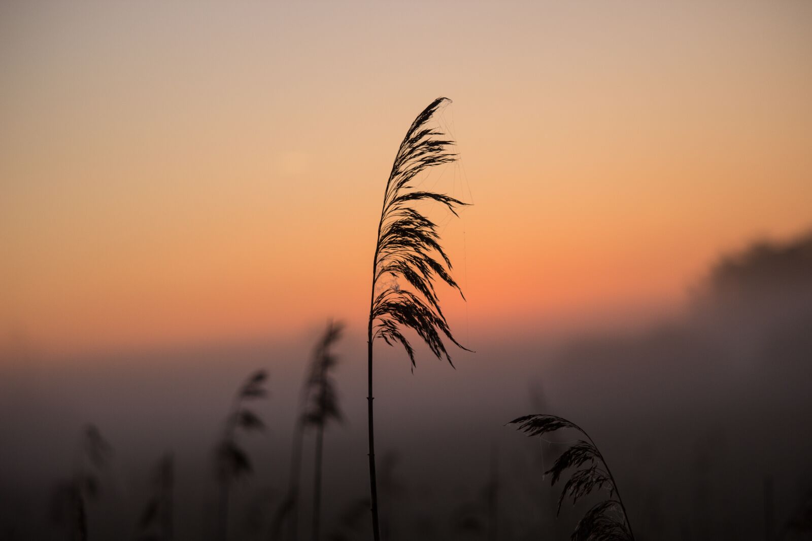 Canon EOS 600D (Rebel EOS T3i / EOS Kiss X5) sample photo. Sunrise, reed, shadow photography