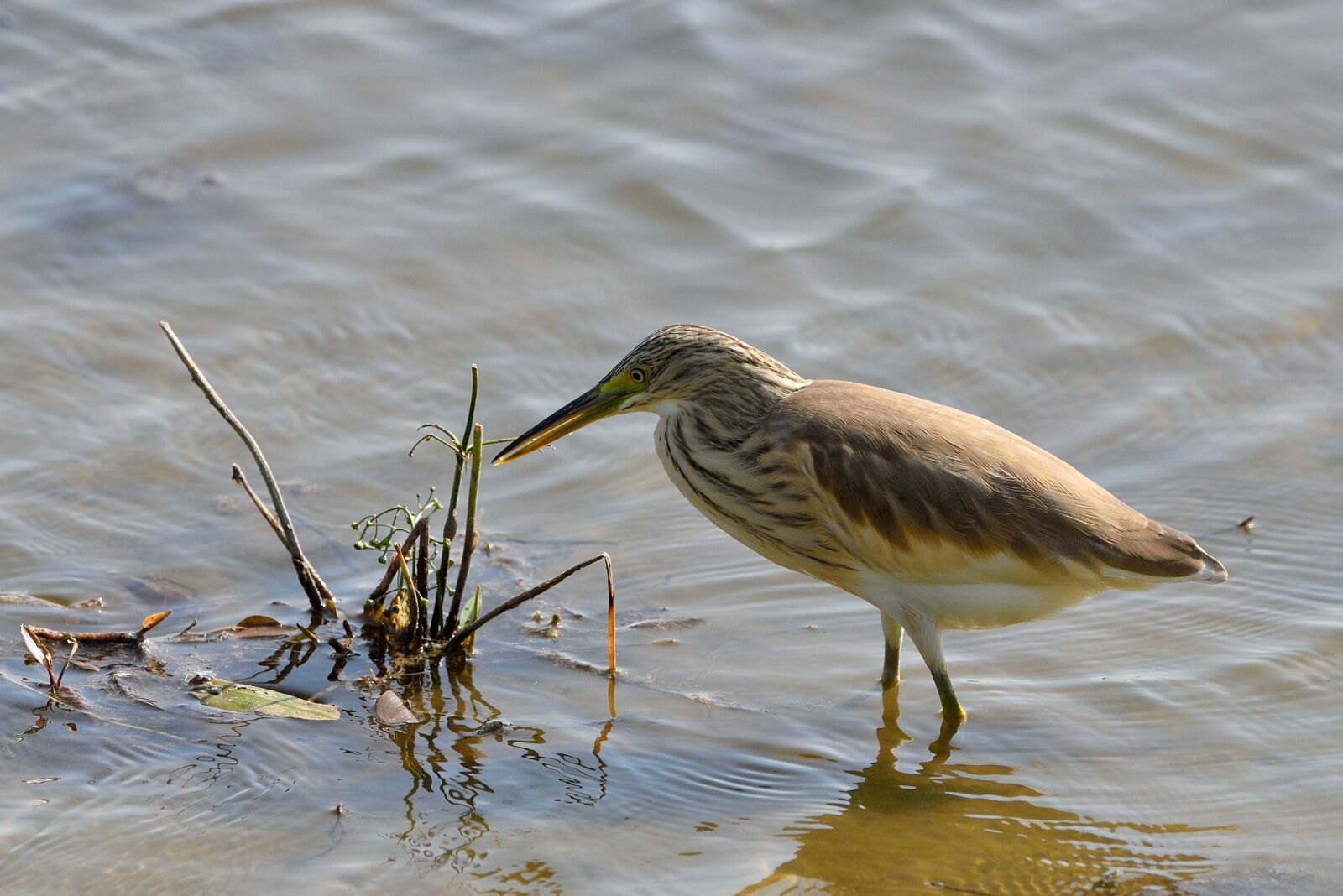 Nikon D750 sample photo. Water plan, squacco heron photography