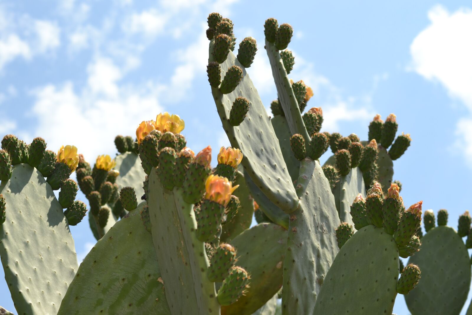 Nikon D3100 sample photo. Nature, cactus, green photography