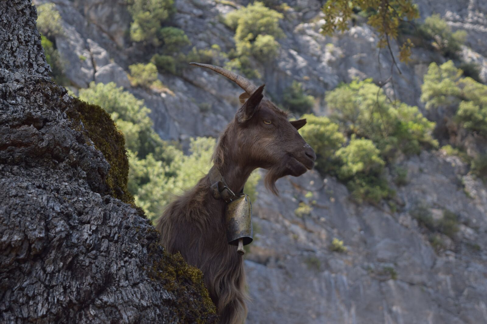 Nikon D3300 sample photo. Mountain goat, sardinia, goat photography