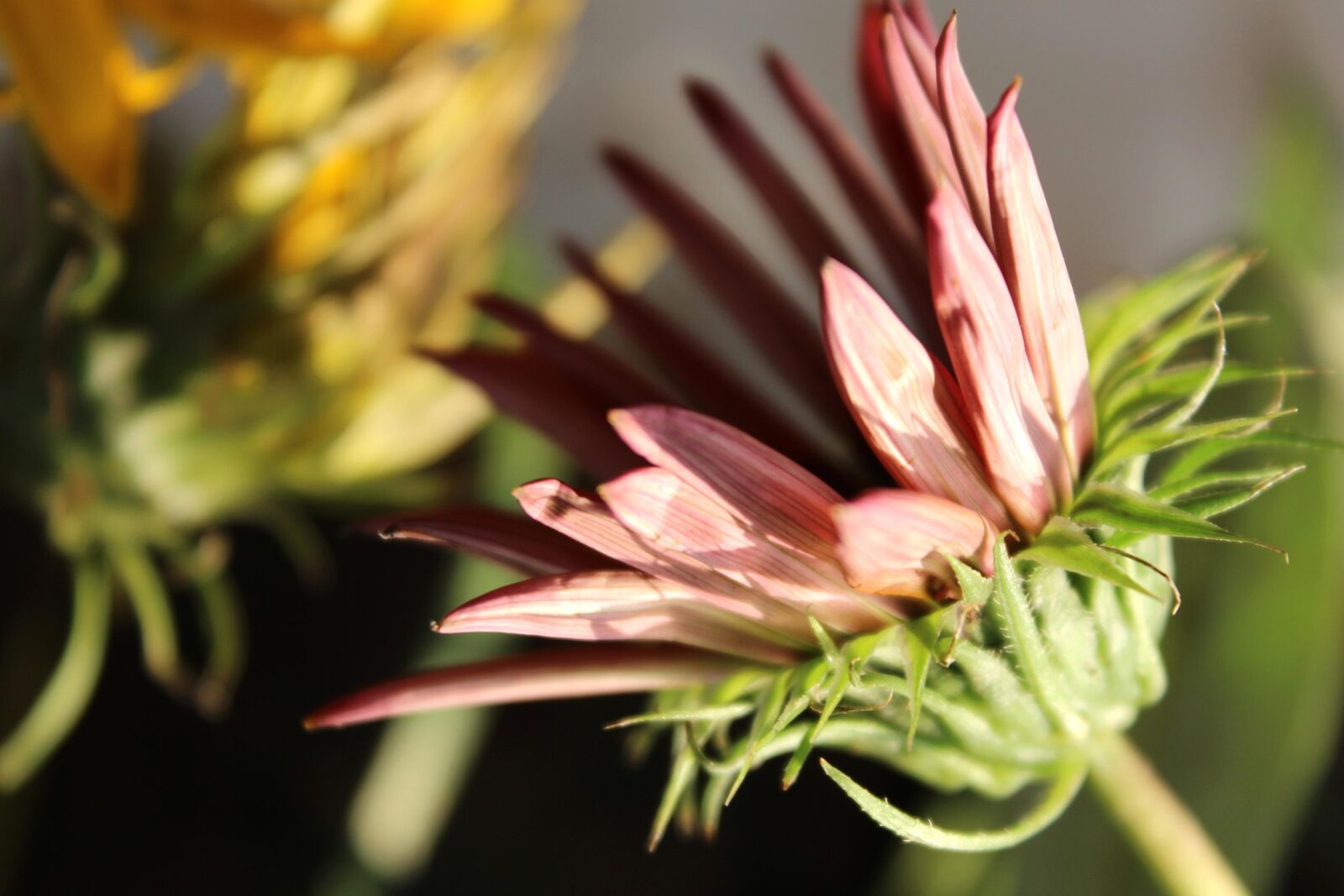 Canon EOS 600D (Rebel EOS T3i / EOS Kiss X5) sample photo. Flower, herb, petal, pistil photography