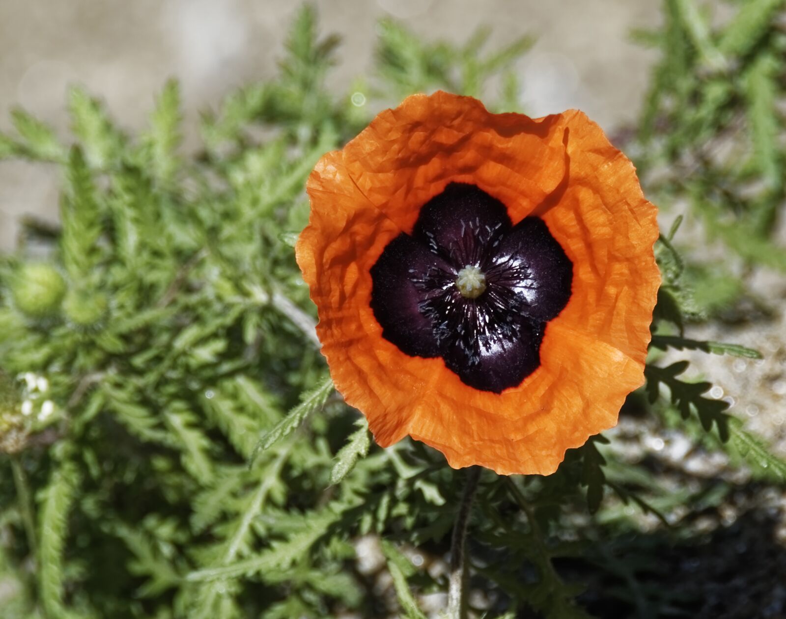 Nikon D500 sample photo. Flower, blossom, bloom photography