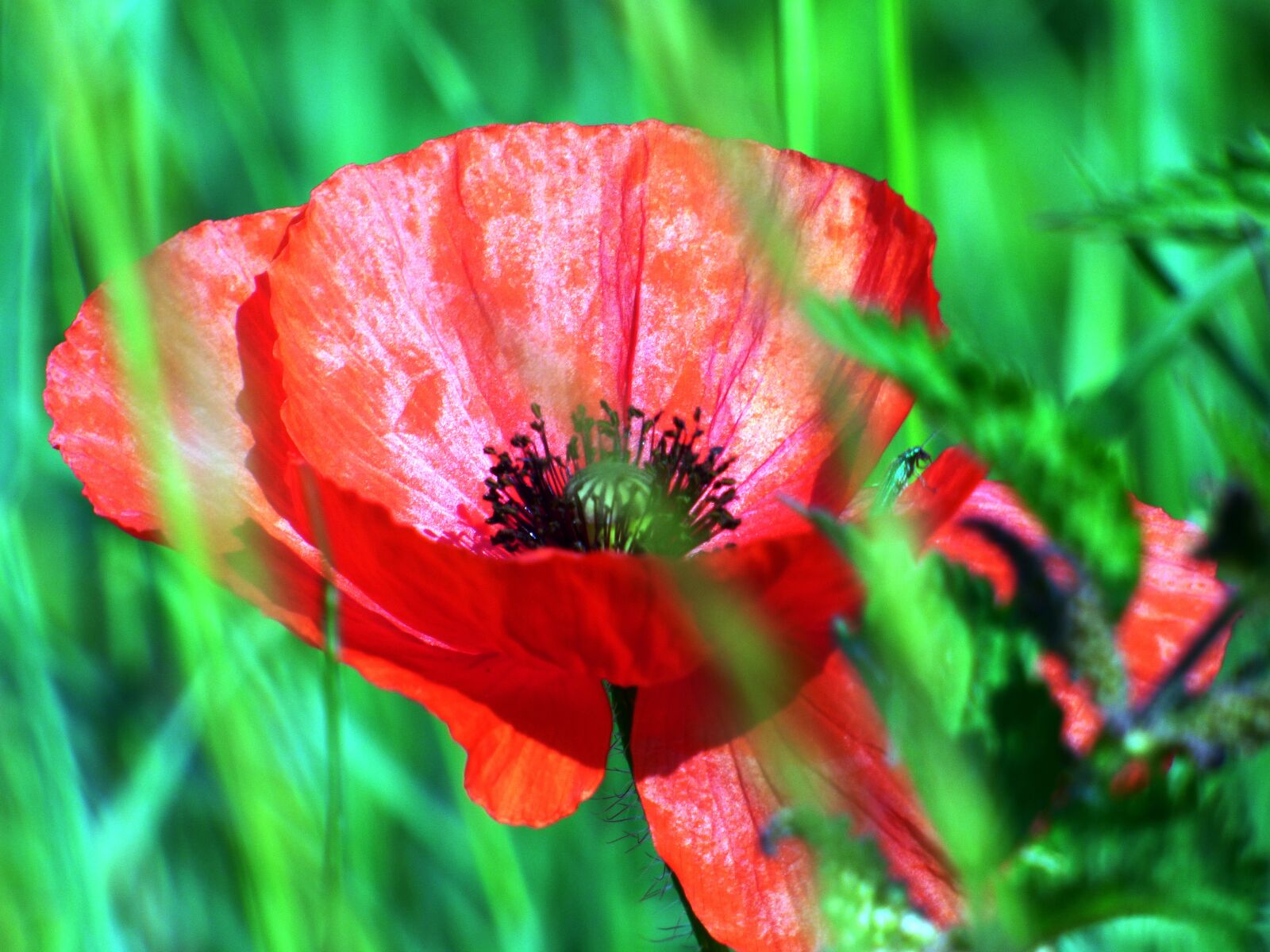 Panasonic DMC-FZ72 sample photo. Flowers, poppies, fields photography