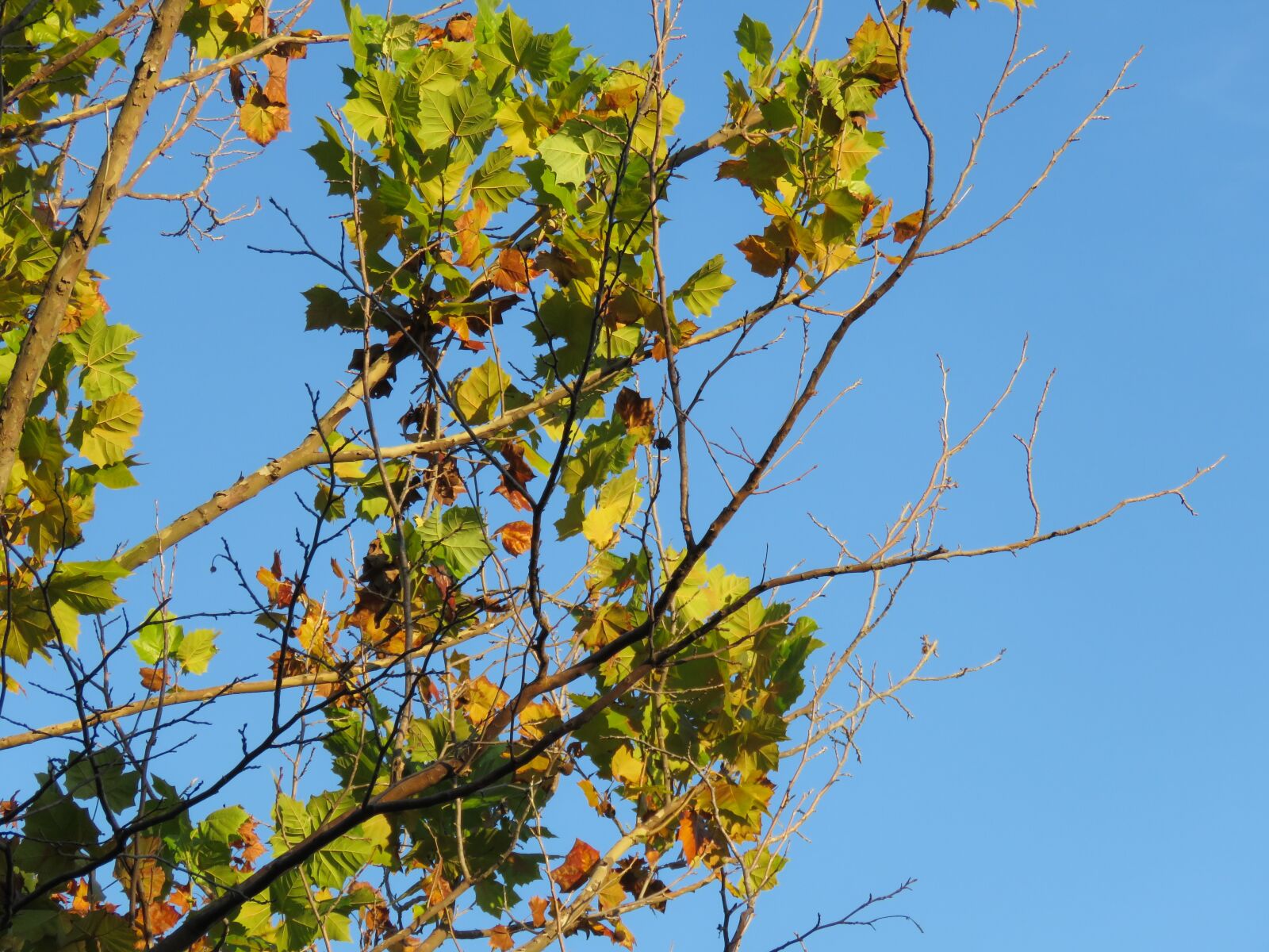 Canon PowerShot SX60 HS sample photo. Branches, tree, leaves photography