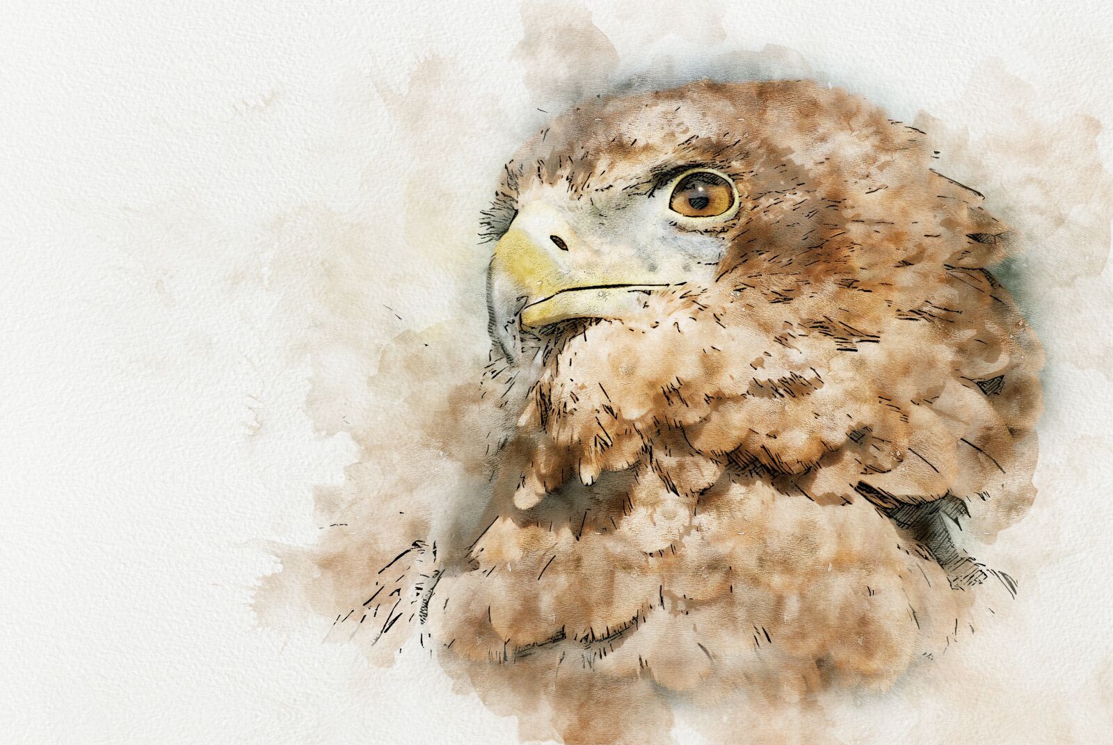 Nikon D80 sample photo. Eagle, bird, animal photography
