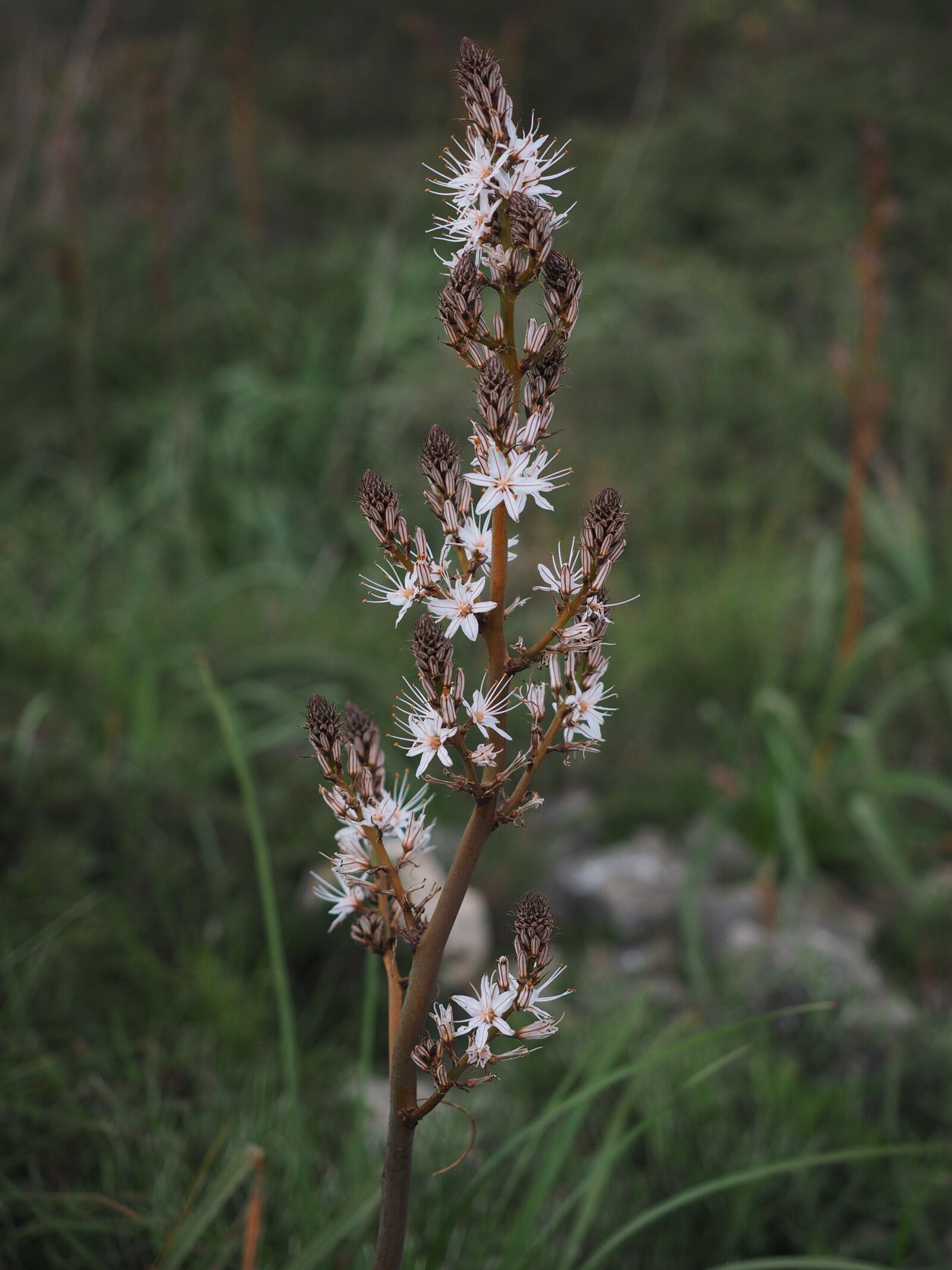 Olympus OM-D E-M1 + Olympus M.Zuiko Digital ED 12-40mm F2.8 Pro sample photo. Fragrant asphodel, flower, blossom photography