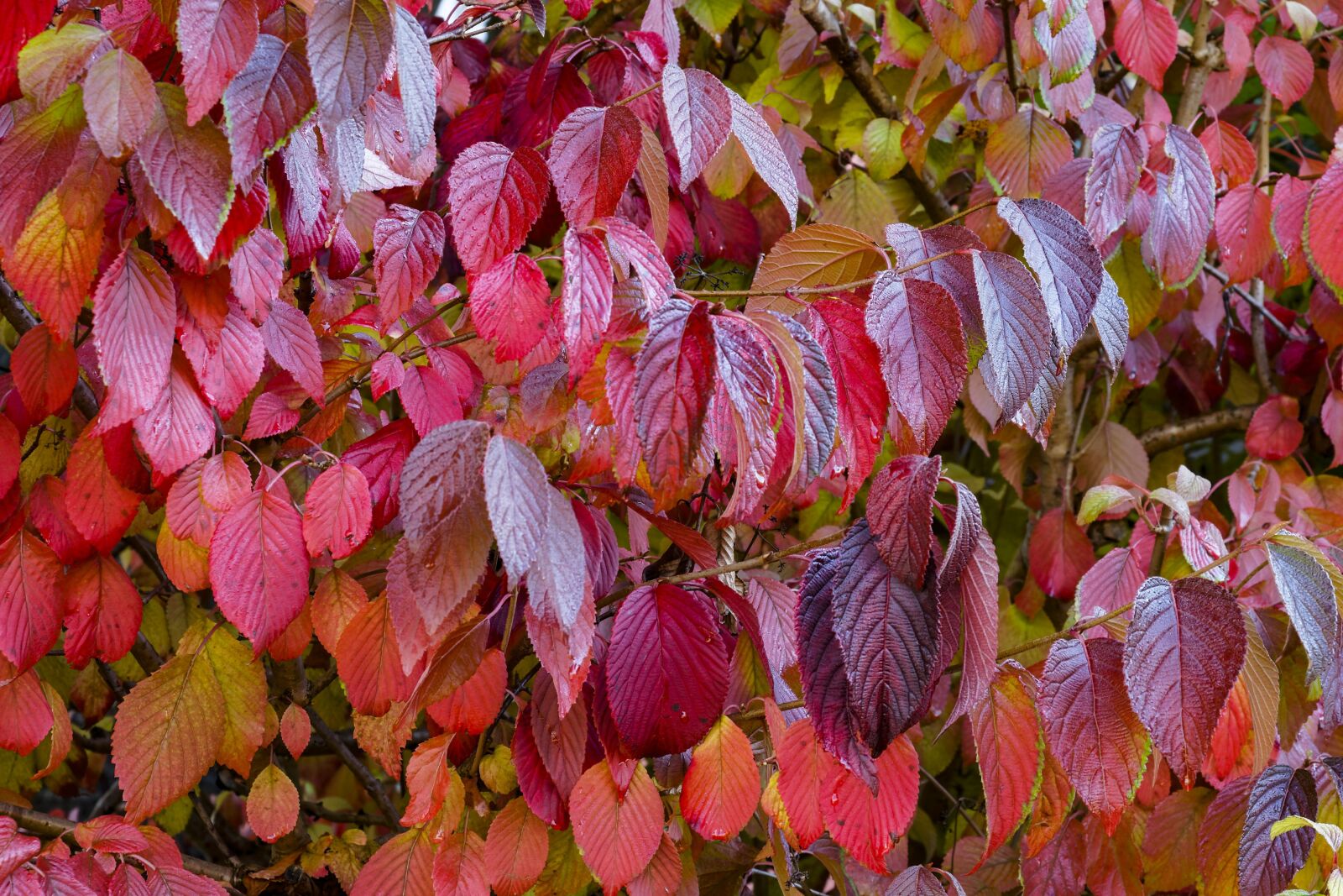 Olympus OM-D E-M1 + Olympus M.Zuiko Digital ED 12-40mm F2.8 Pro sample photo. Leaves, fall, foliage photography