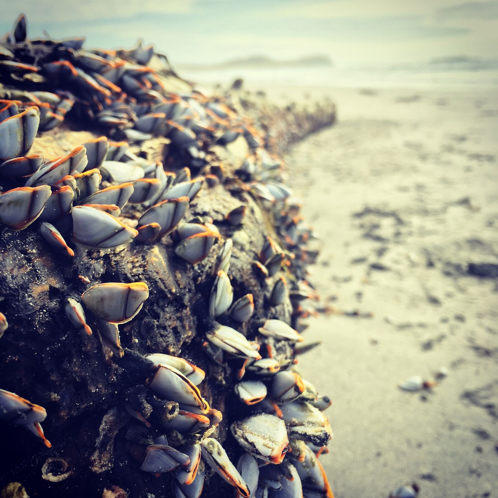 iPhone SE back camera 4.15mm f/2.2 sample photo. Beach, goose barnacles, sandy photography