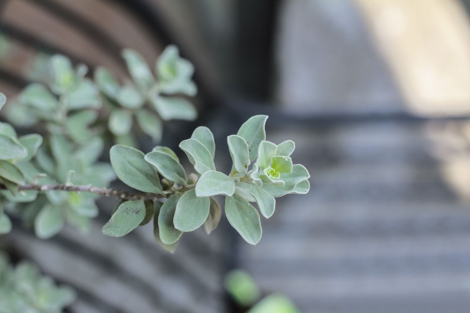 Canon EOS 7D + Canon EF 50mm F1.8 STM sample photo. Leaf, green, flower photography
