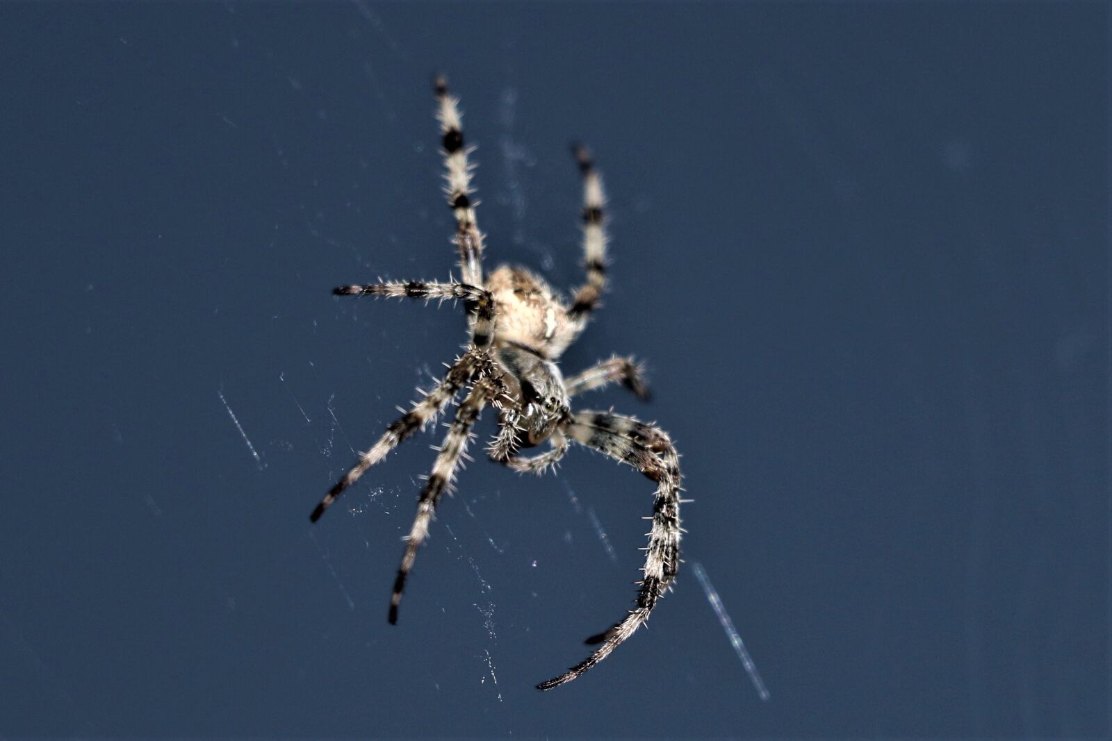 Canon EOS 7D Mark II sample photo. Spider, web, creepy photography