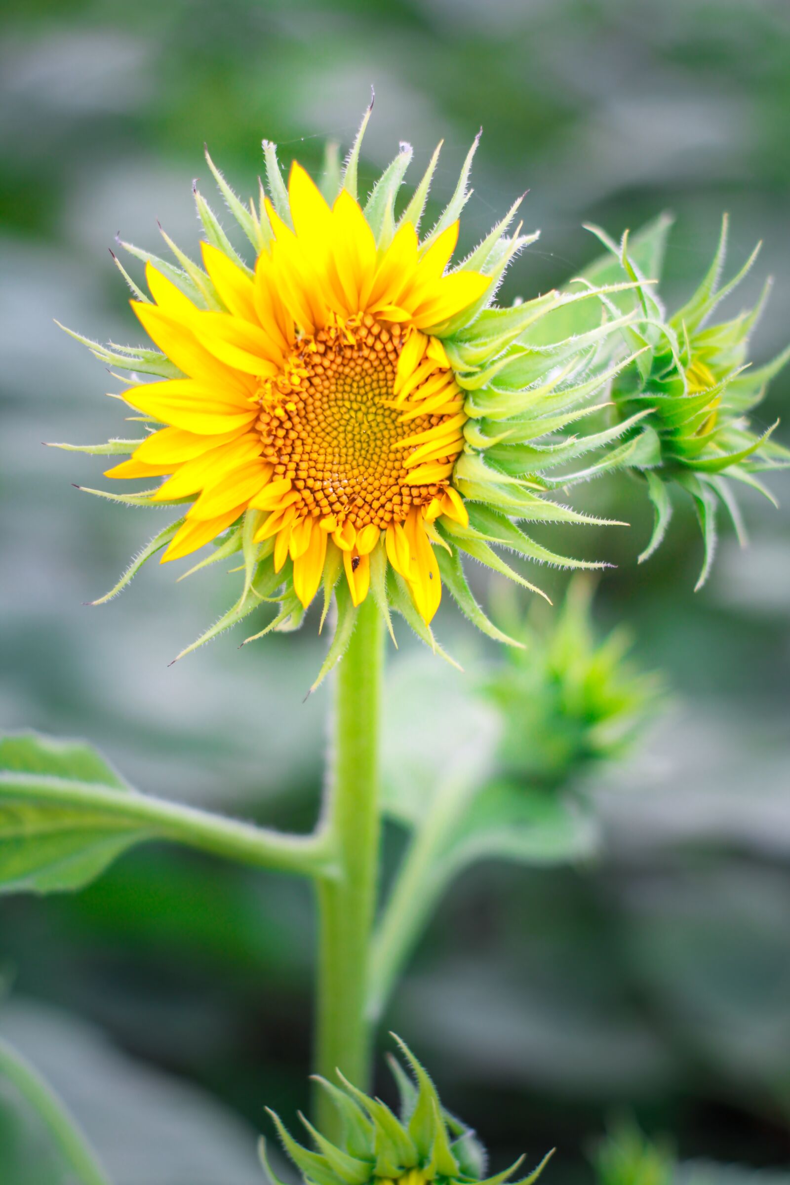 Canon EOS 7D sample photo. Flowers, plant, nature photography