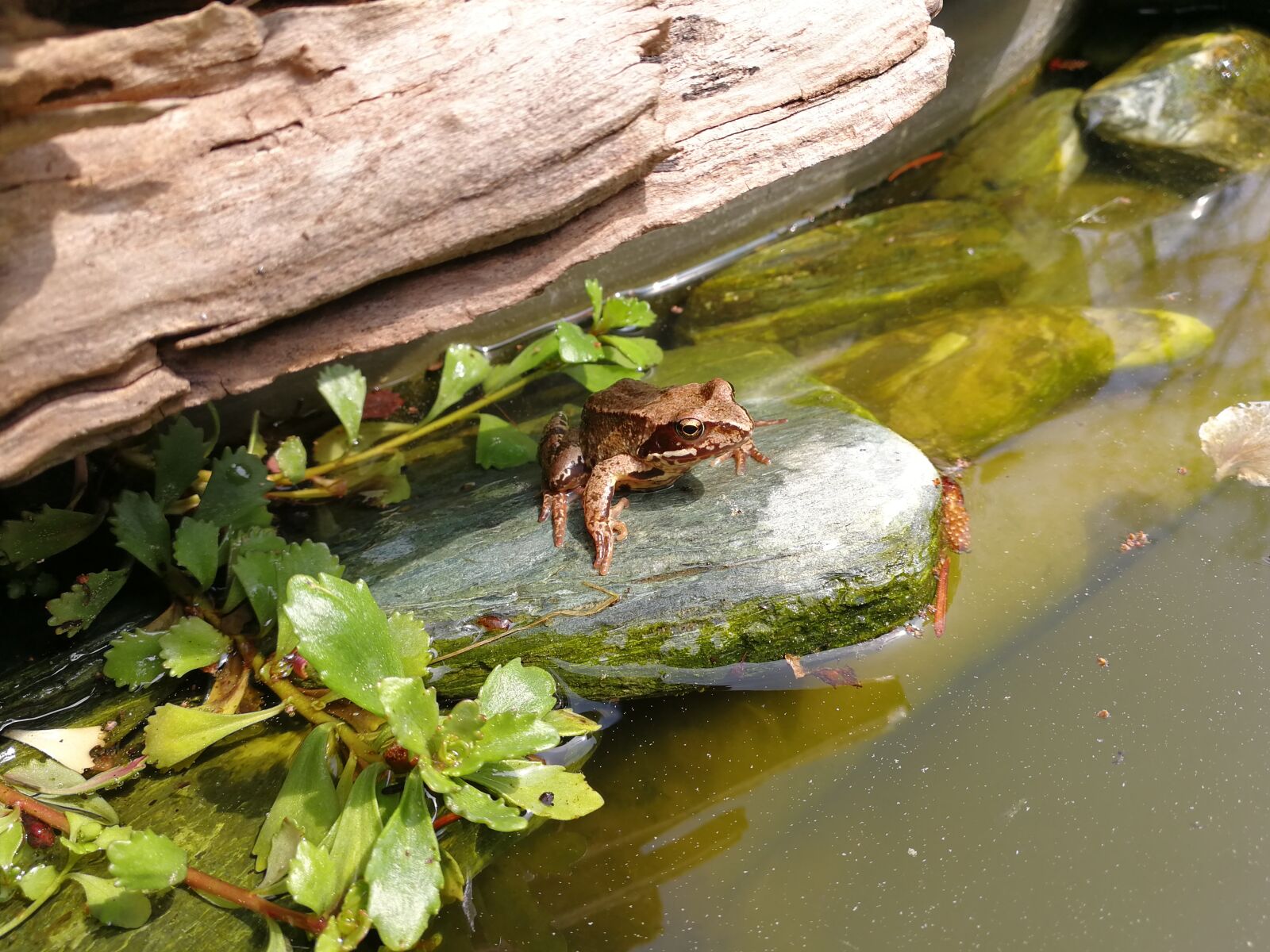 HUAWEI Mate 9 sample photo. Frog, nature, animal photography