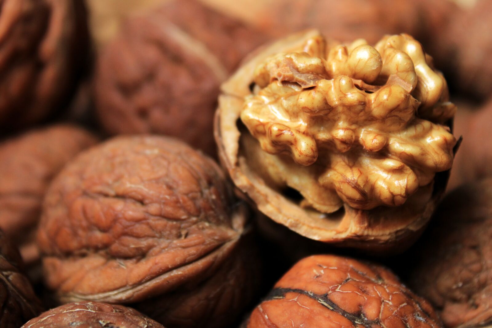 Canon EOS 2000D (EOS Rebel T7 / EOS Kiss X90 / EOS 1500D) sample photo. Walnut, nut, brown photography
