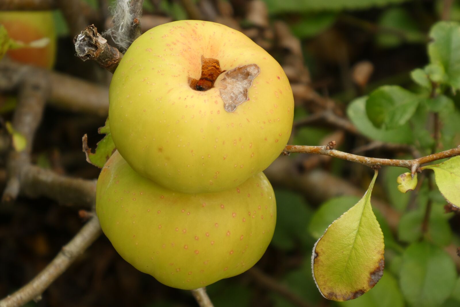 Panasonic Lumix DC-ZS70 (Lumix DC-TZ90) sample photo. Fruits, ornamental apple, autumn photography