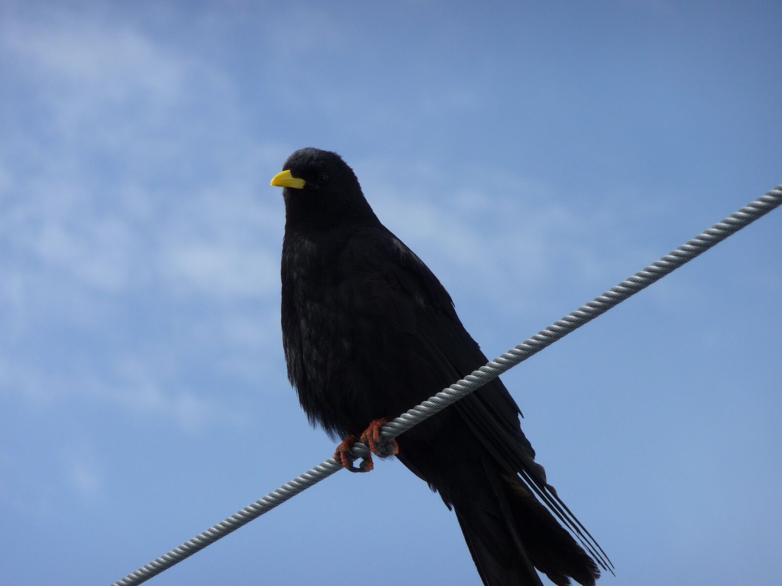 Panasonic Lumix DMC-TZ5 sample photo. Bird, animal world, wing photography