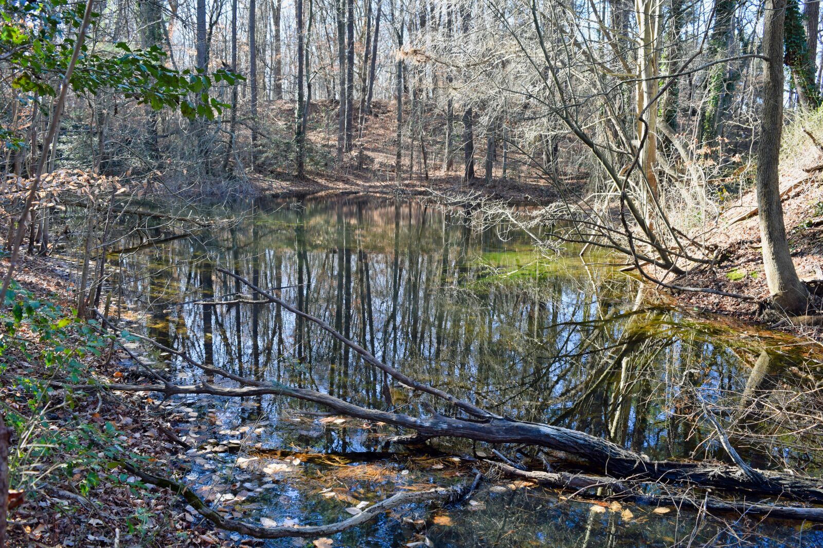 Nikon D3300 sample photo. Reflection, pond, water photography