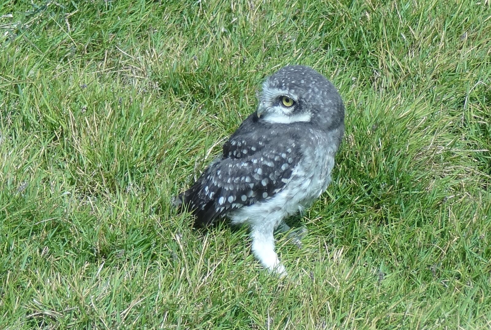 Sony Cyber-shot DSC-HX9V sample photo. Bird, owl, spotted owlet photography