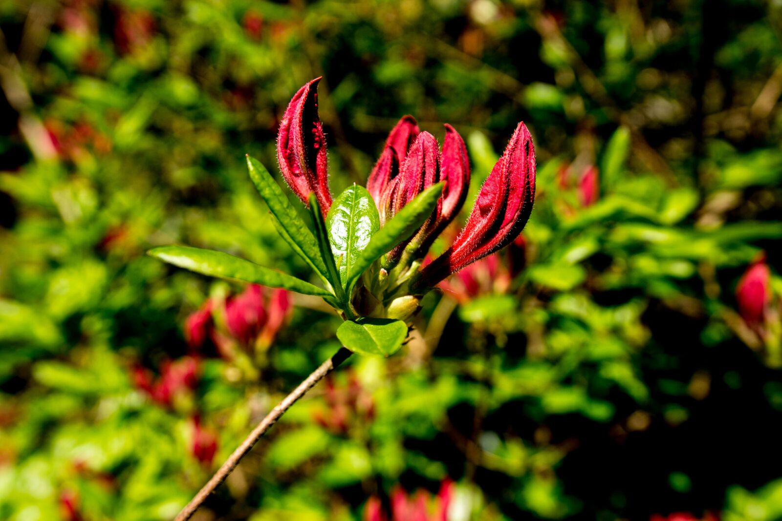 Sony SLT-A65 (SLT-A65V) + DT 18-35mm F1.8 sample photo. Azalea, rhododendron, flowers photography