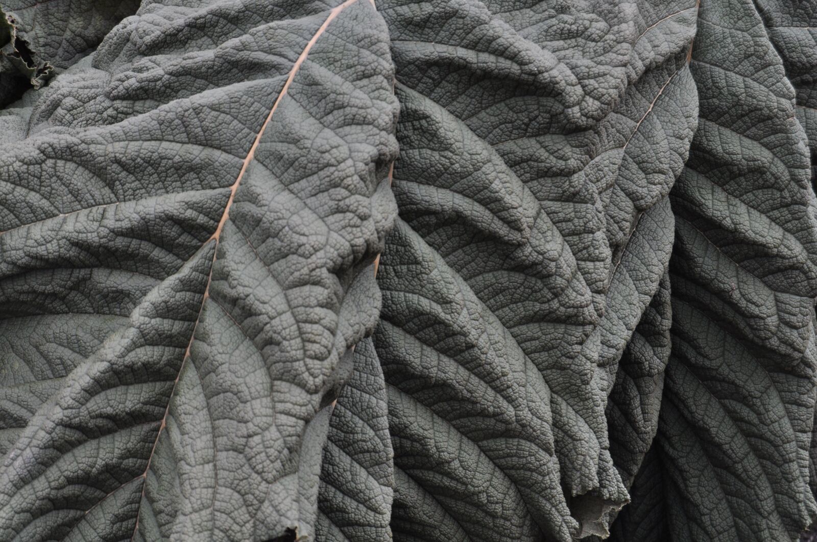 Nikon D5000 sample photo. Botanic, botanical garden, bonatical photography