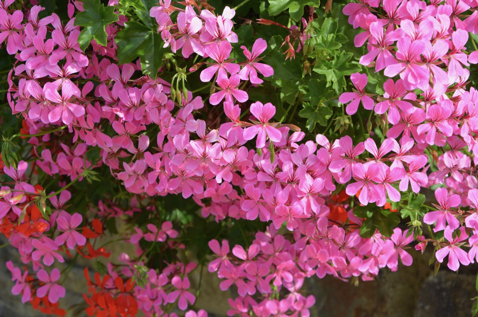 Nikon D5200 sample photo. Flowers, geranium flowers pink photography