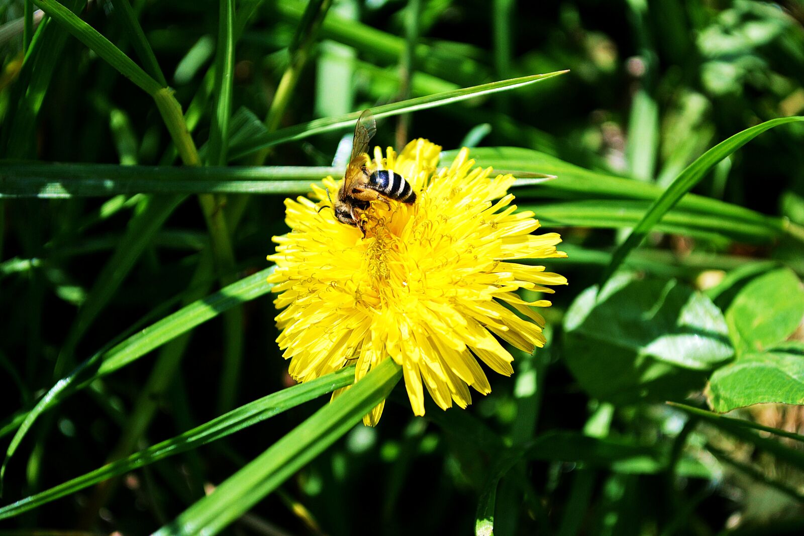Nikon D3100 sample photo. Dandelion, yellow, nature photography