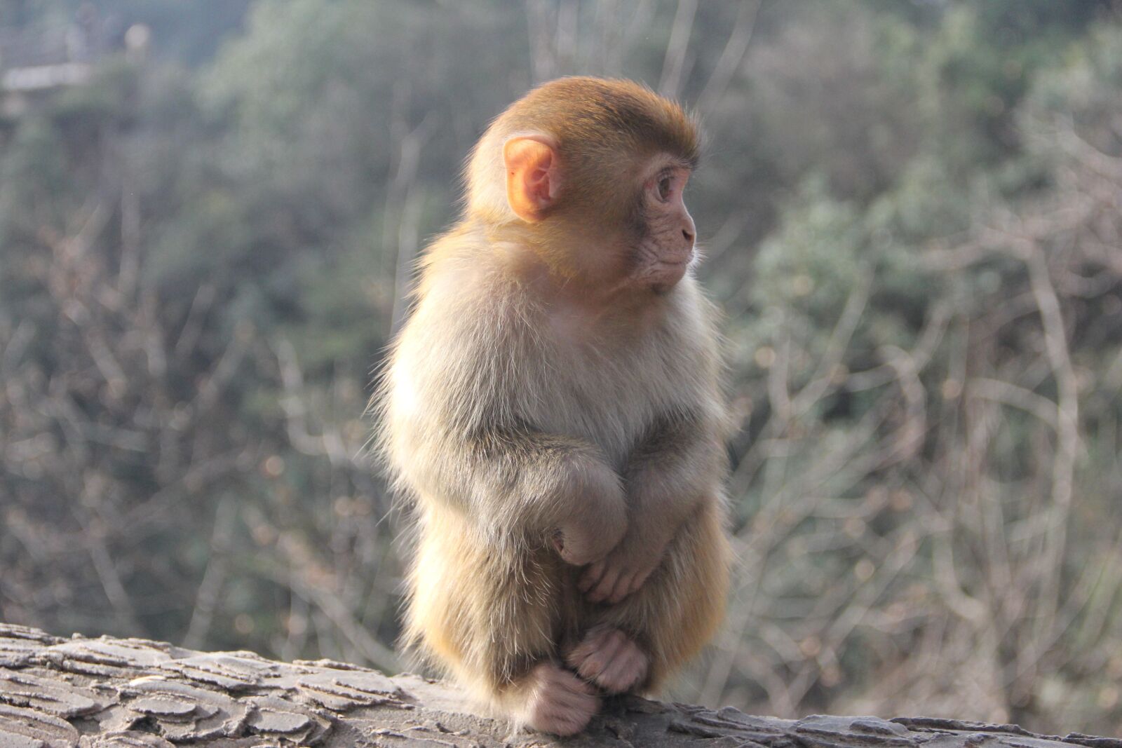 Canon EF-S 18-135mm F3.5-5.6 IS sample photo. Monkey, zhangjiajie, animal photography