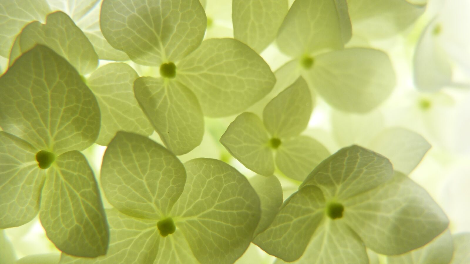 Panasonic Lumix DMC-FZ150 sample photo. Flowers, filigree, white photography