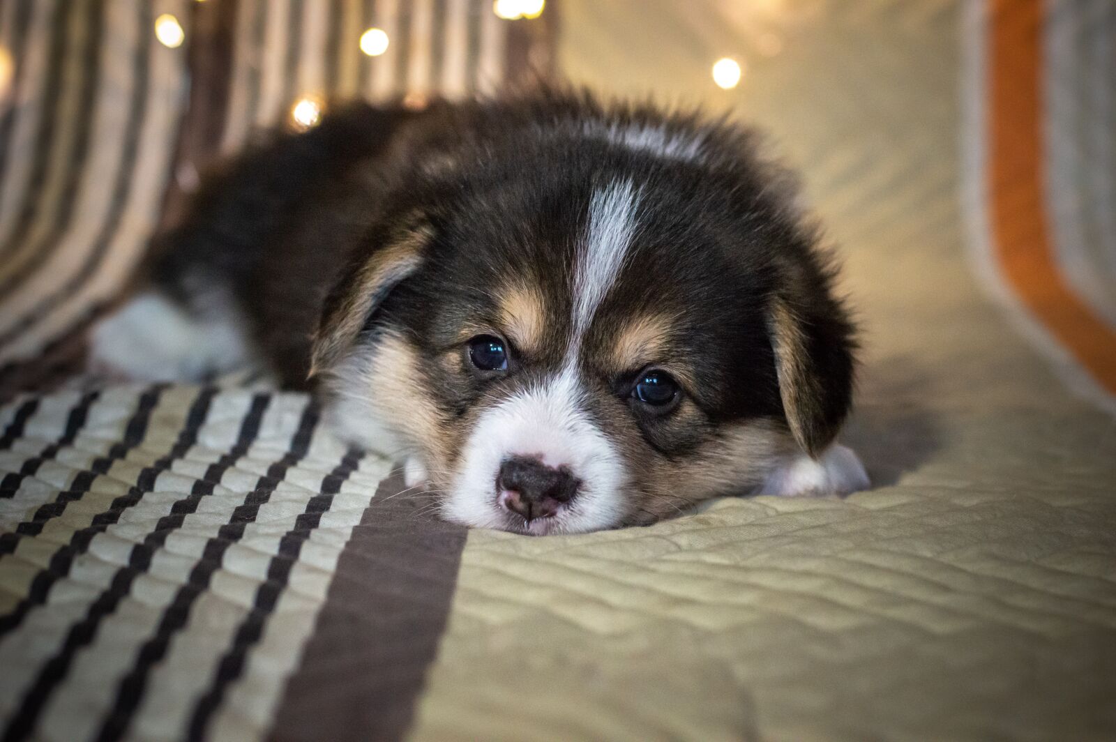 Nikon D3200 sample photo. Puppy, cute, dog photography