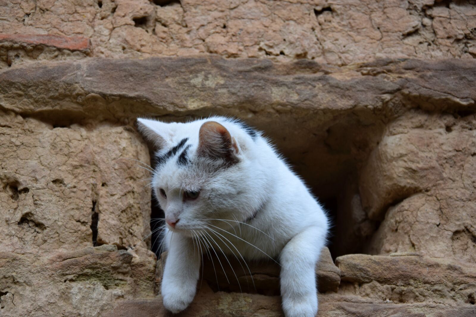 Nikon D3300 sample photo. Cat, domestic cat, animal photography