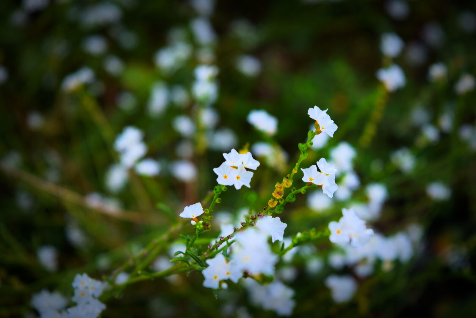 Nikon D3300 sample photo