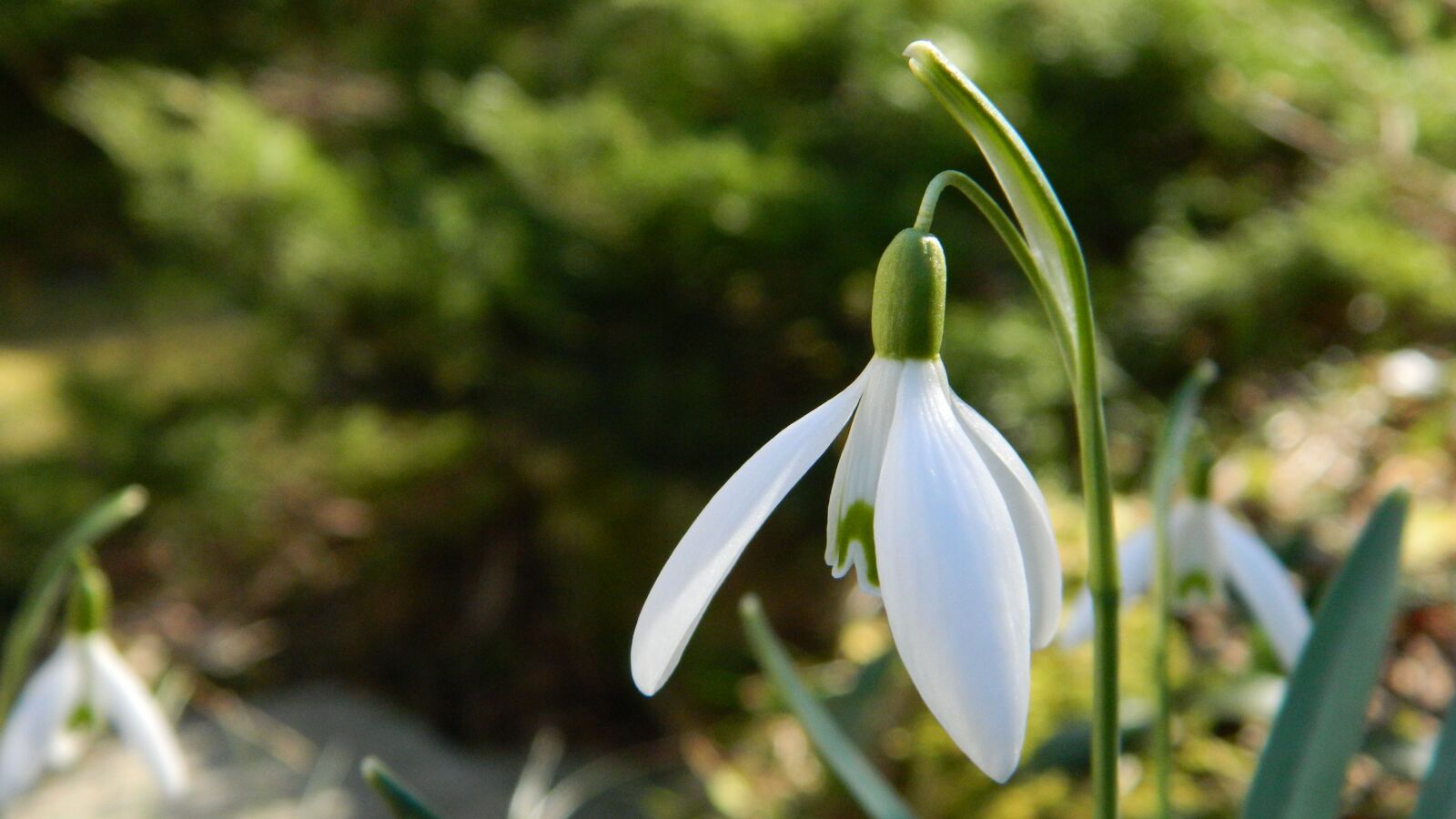 Nikon Coolpix L120 sample photo. Snowdrop, white, flower photography