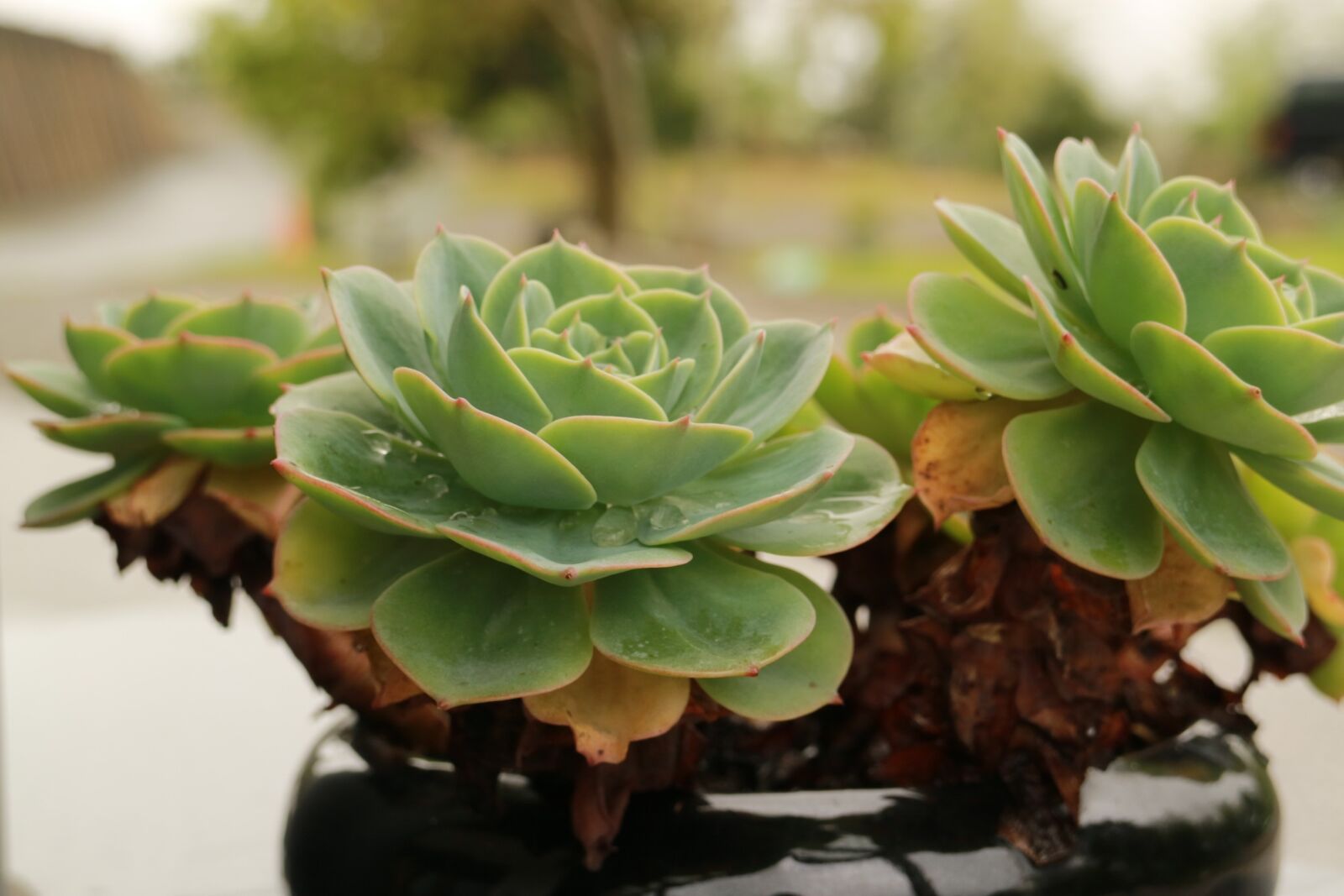 Canon EOS M3 sample photo. Plant, nature, leaf photography