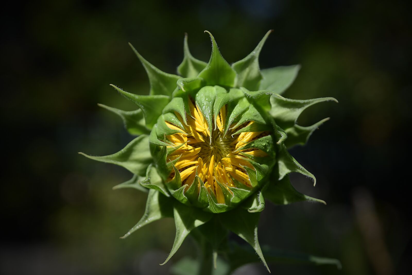 Nikon D750 sample photo. Bud, flower, sunflower photography