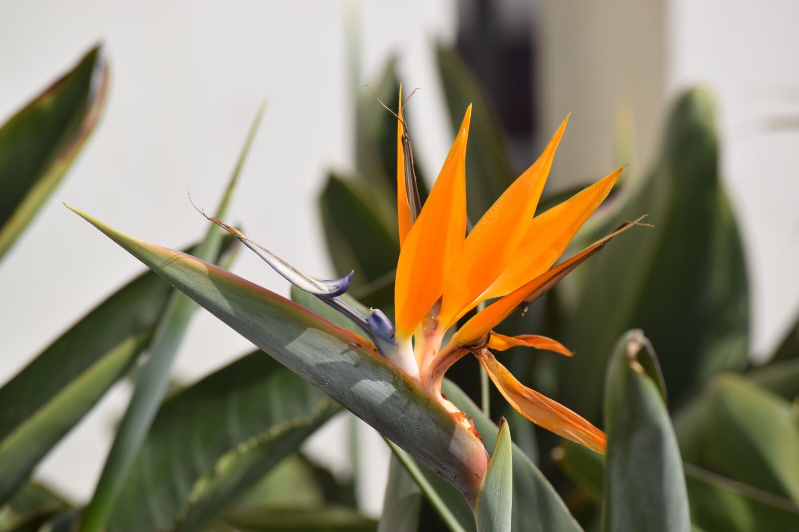 Nikon D3300 sample photo. Bird of paradise, plant photography