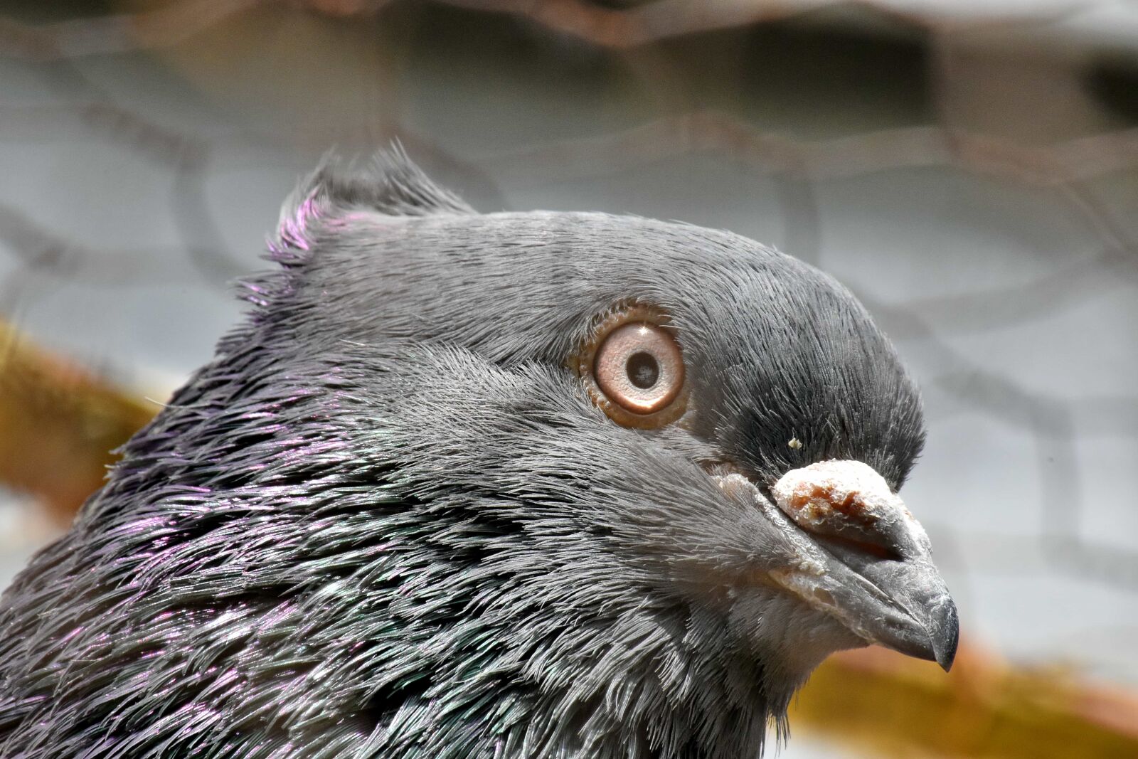 Nikon D5500 sample photo. Beak, cage, dark, eye photography