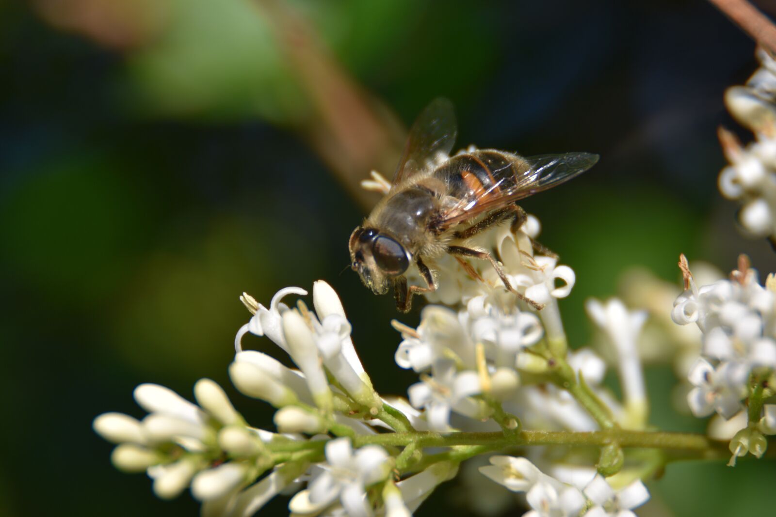 Nikon D3400 sample photo. Drone bee, garden, nature photography