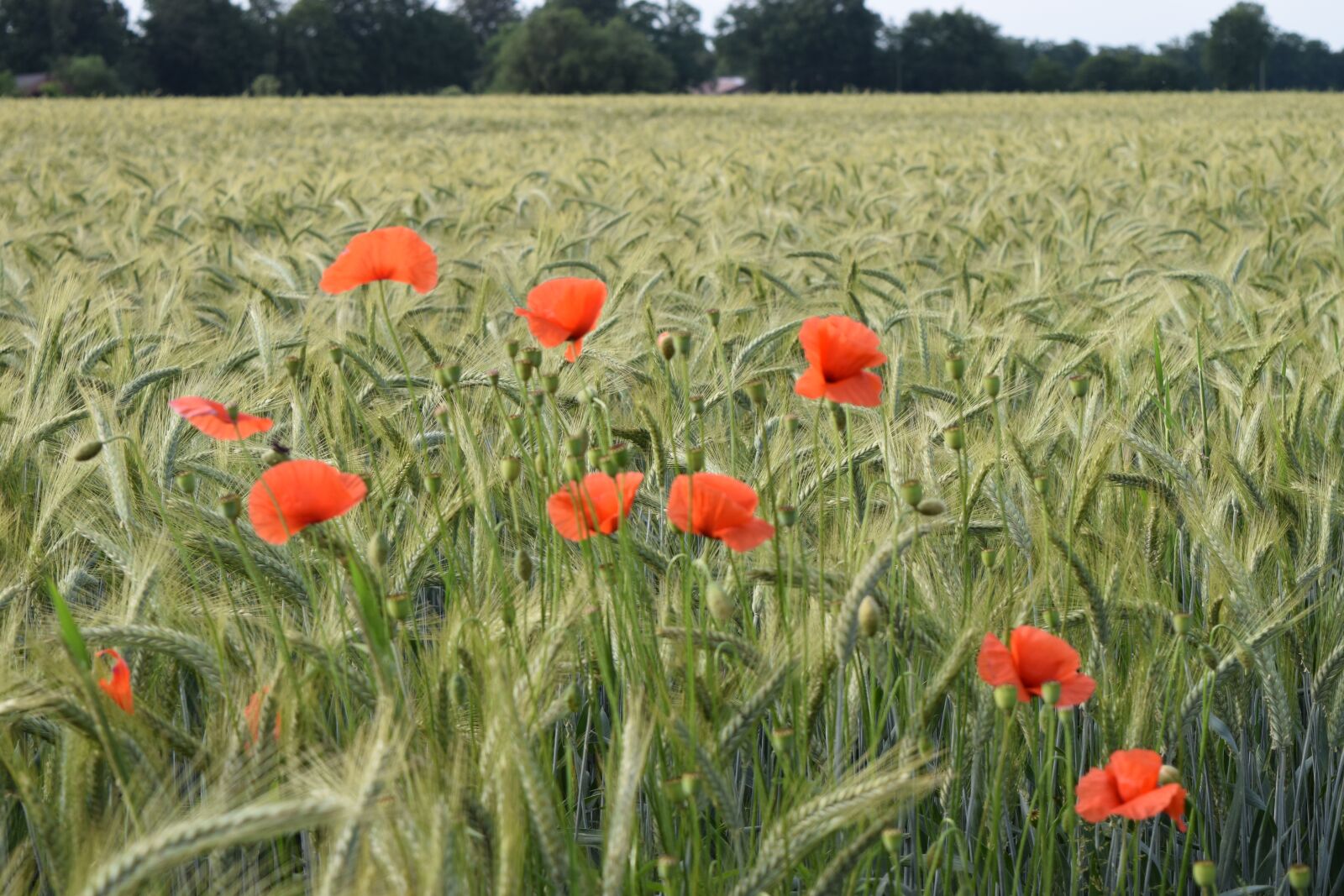 Nikon D5300 sample photo. Field, rural, summer photography