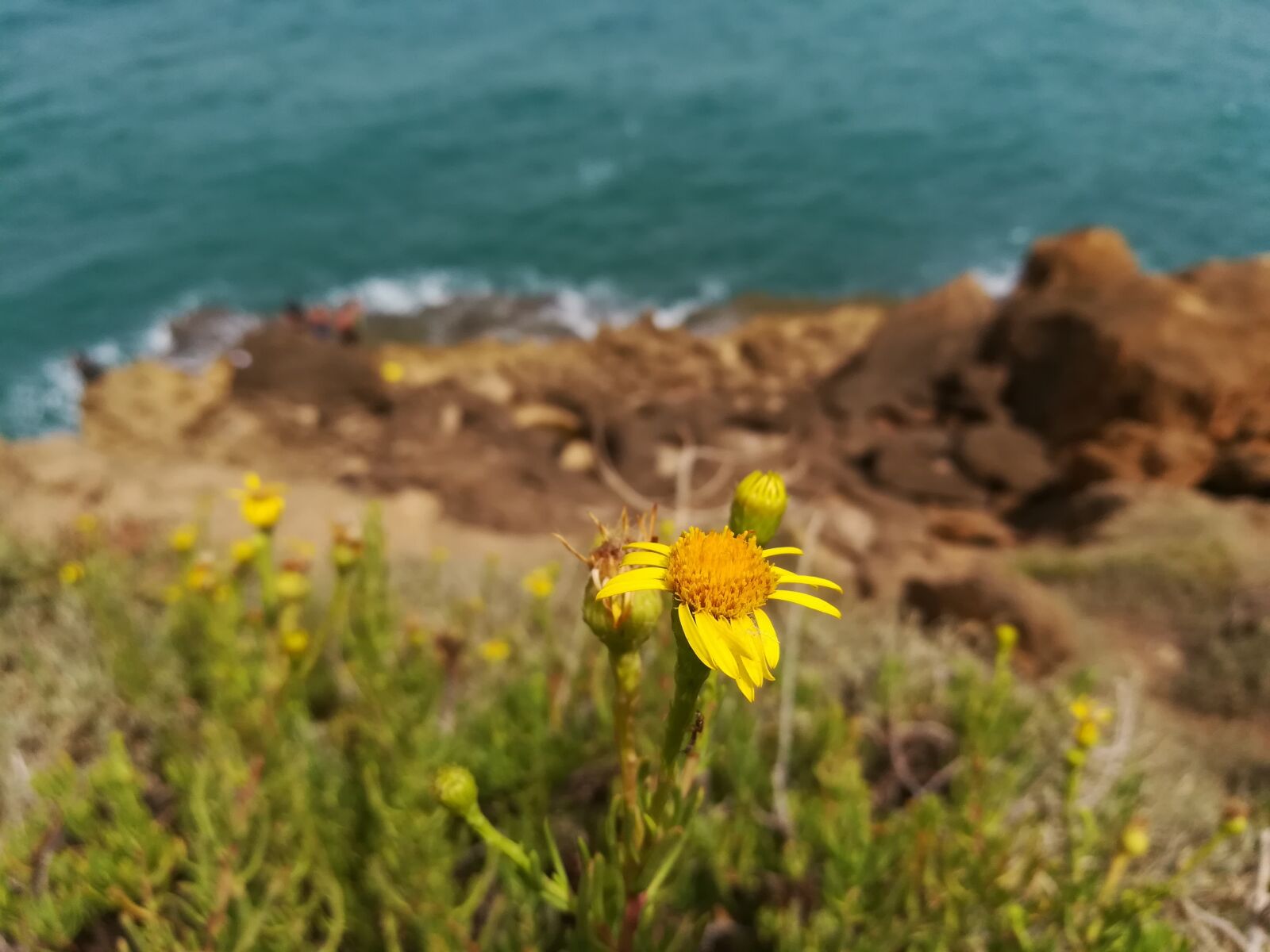 HUAWEI GR5 2017 sample photo. Flower, sea, nature photography
