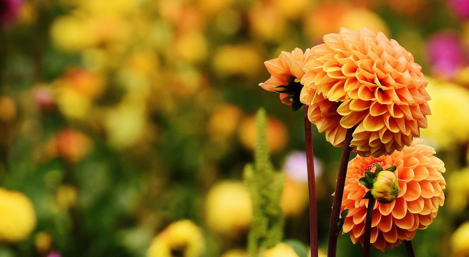 Nikon D7200 sample photo. Dahlia, dahlias, autumn photography