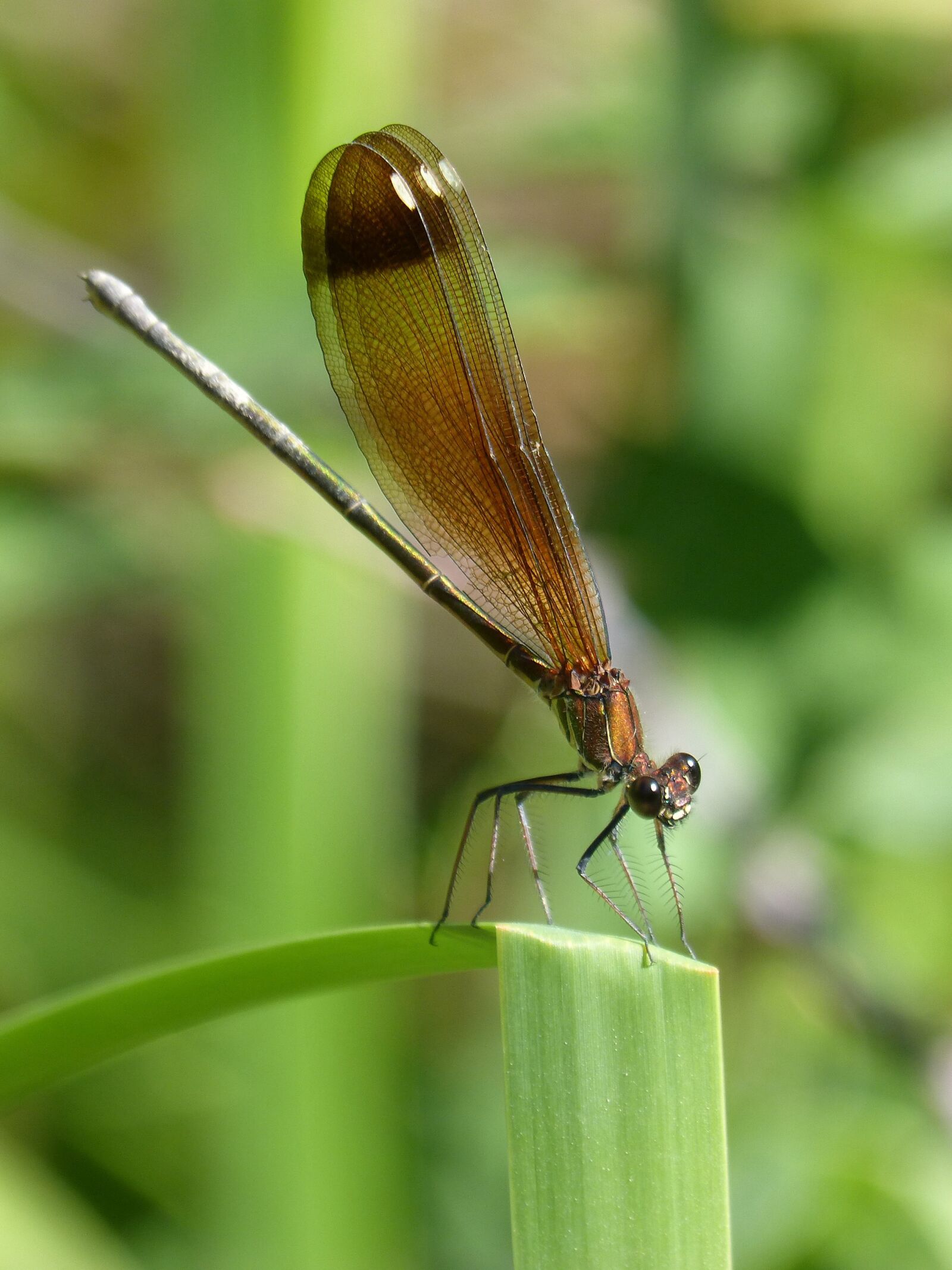 Panasonic DMC-FZ62 sample photo. Libella, black dragonfly, calopteryx photography