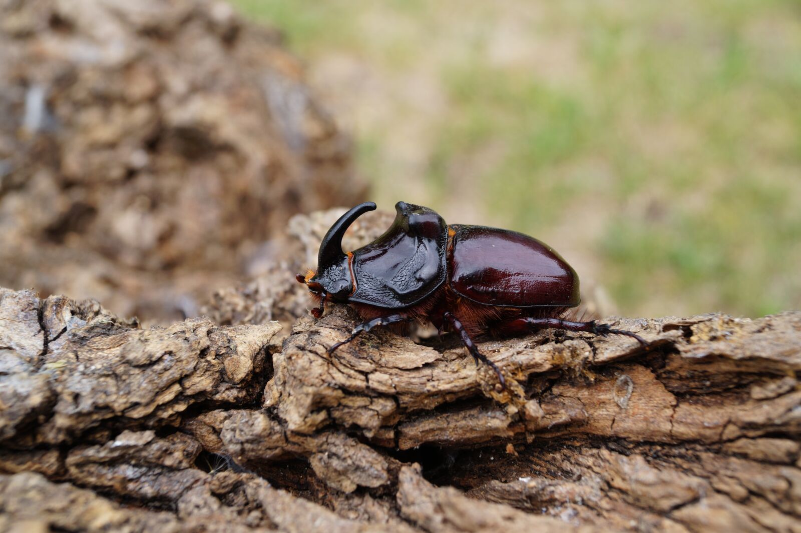 Sony DT 18-55mm F3.5-5.6 SAM II sample photo. Animal, bug, natur photography