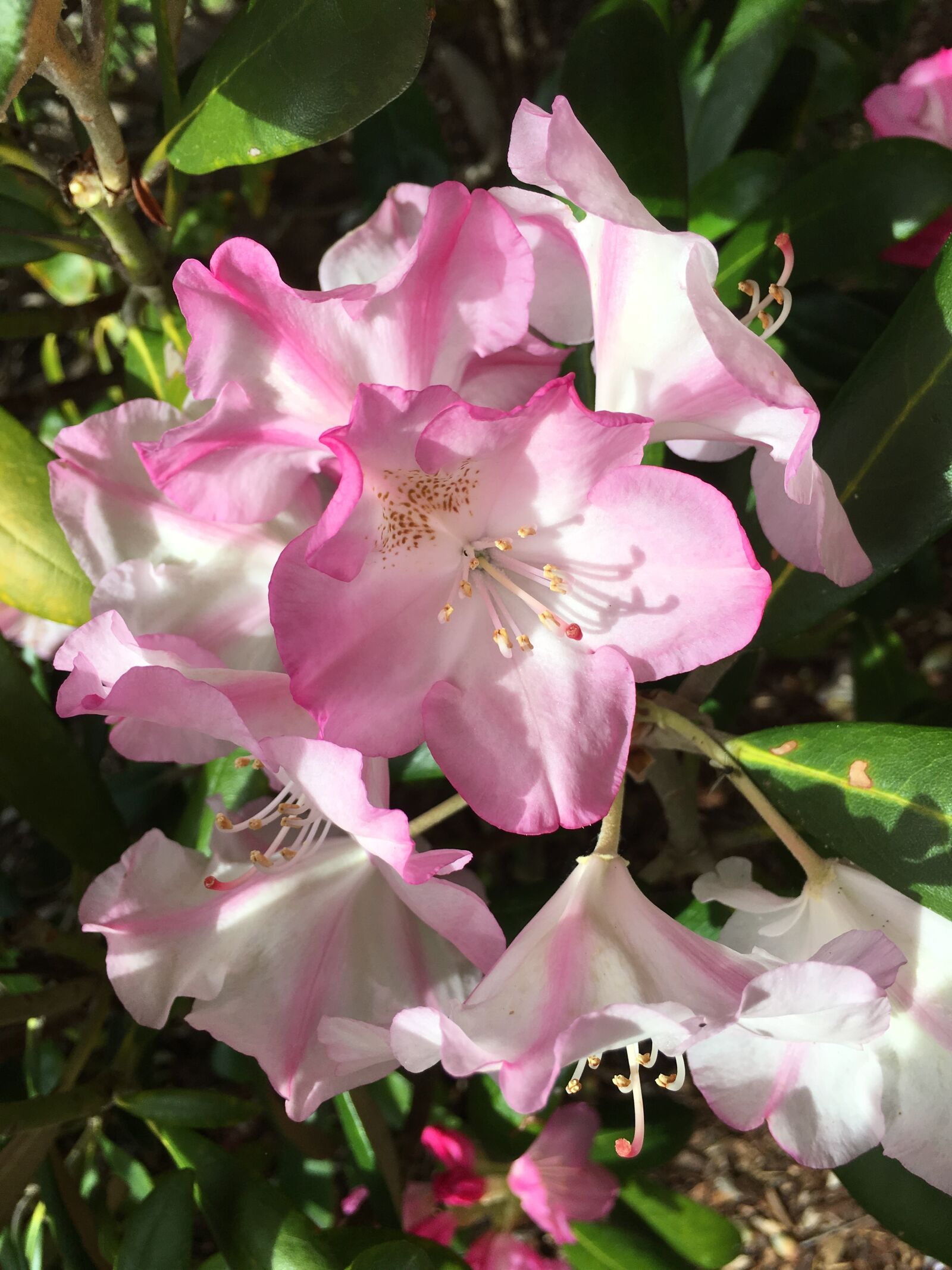 iPhone 6s Plus back camera 4.15mm f/2.2 sample photo. Azalea, pink flower, white photography