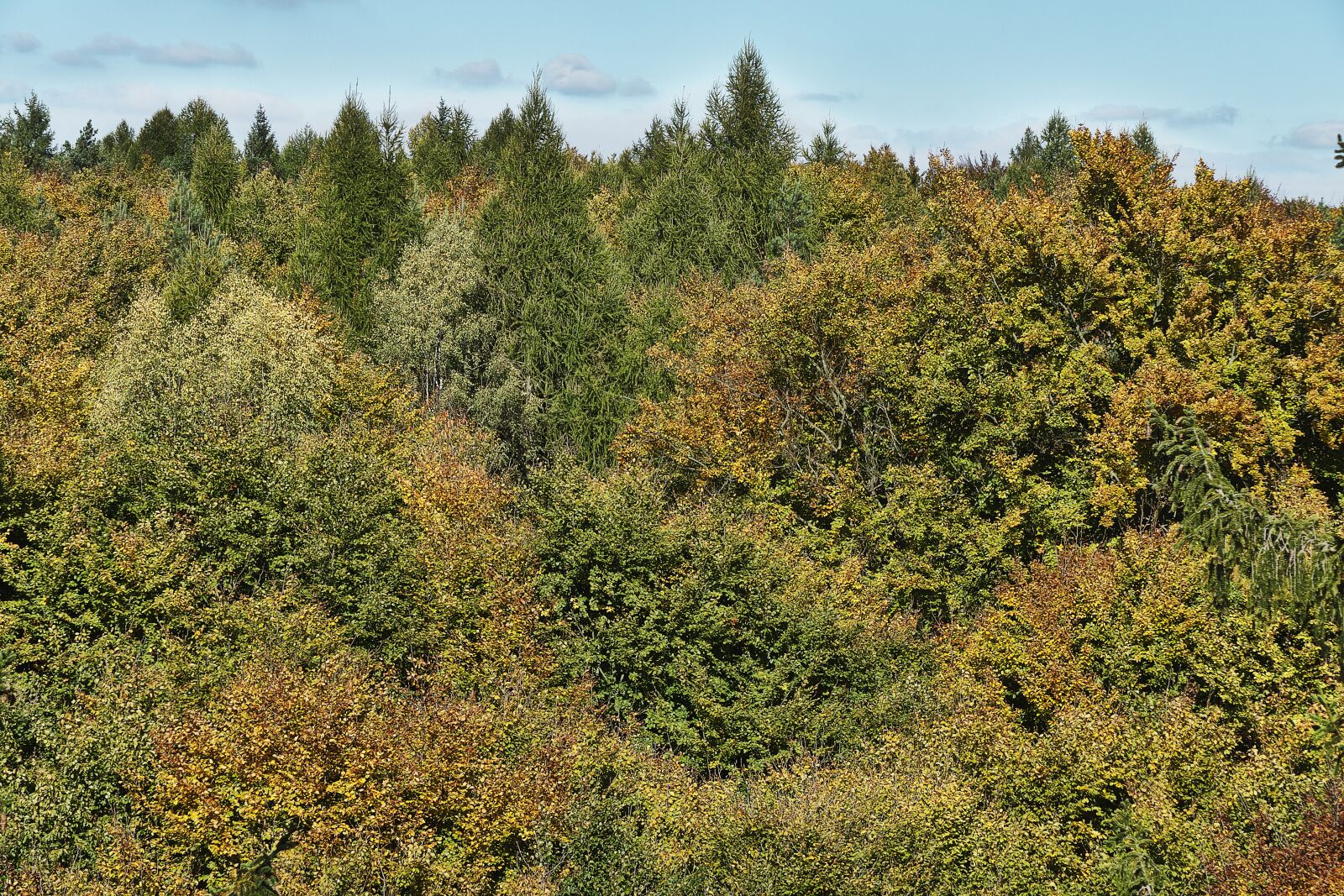 Panasonic Lumix DMC-FZ1000 sample photo. Autumn forest, indian summer photography