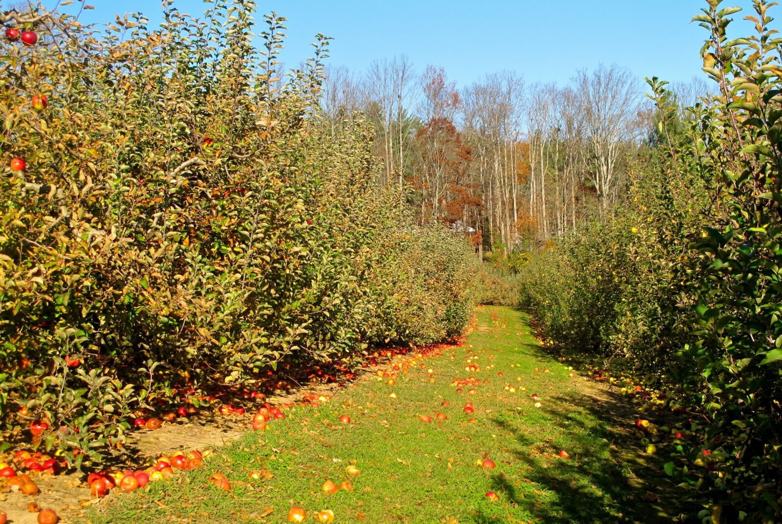 Canon PowerShot G11 sample photo. Orchard, apple, apple orchard photography